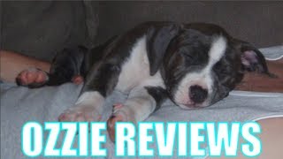 Raising and Training the Amstaff / Pitbull