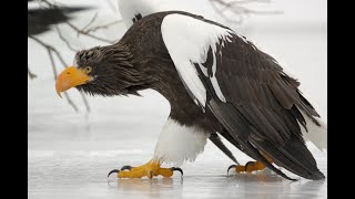 Орлан белоплечий - крупнейший хищник планеты. Animals & fish.