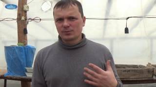 ПЕТУНИЯ ЧЕРЕЗ СЕМЬ ДНЕЙ ПОСЛЕ ПОСЕВА. ЧТО НУЖНО СДЕЛАТЬ С ПЕТУНИЕЙ ПОСЛЕ ВСХОДОВ.