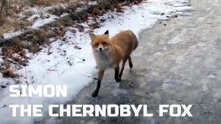 Walk along the Pripyat with fox Simeon/Прогулка по Припяти с лисом Семеном