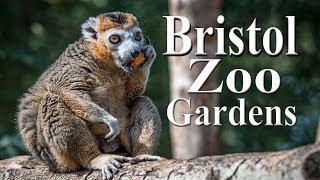 Bristol Zoo Gardens 2019