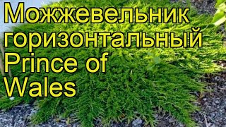Можжевельник горизонтальный Принц Уэльский. Краткий обзор, описание характеристик