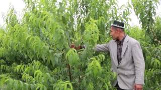 Шафтоли ҳосилини оширишда тўғри шакл беришнинг ўрни