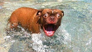 ? Funniest  ? Cats and ? Dogs - Awesome Funny Pet Videos ?