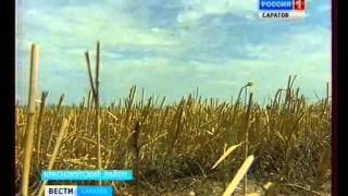 Первый урожай собрали в области