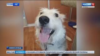 В Новокузнецке спасли собаку, которую бросила на морозе хозяйка
