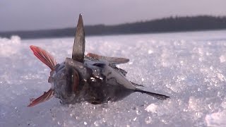 Рыбалка на Онежском озере.  Последний лёд Онего.  Часть 1.