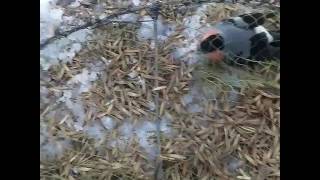 ловля снегирей