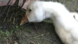 Маленькие забавные гусята, домашние гуси, Little funny goslings
