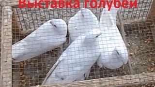 Выставка голубей 29 октября