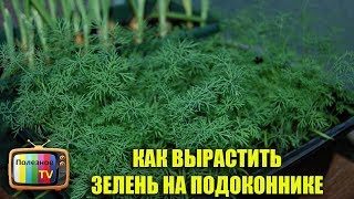 КАК ВЫРАСТИТЬ ЗЕЛЕНЬ НА ПОДОКОННИКЕ ПРАВИЛЬНАЯ ПОСАДКА И УХОД
