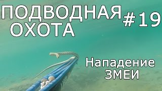 Подводная охота #19 Нападение змеи