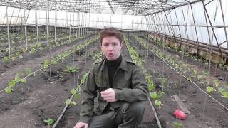 Огурцы в теплицах (первый косяк)