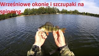Wrześniowe okonie i szczupaki na spinning.