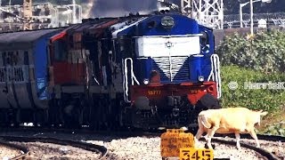 DEATH ESCAPE LUCKIEST COW !!! INDIAN RAILWAYS : KARNATAKA EXPRESS (12628 NDLS SBC)