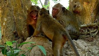 Poor Sweetpea monkey was bitten,cry  call to mother help