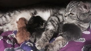 Кормление шотландских котят/ мама Хамса: скоттиш страйт / Папа:скоттиш фолд / Шотландская вислоухая