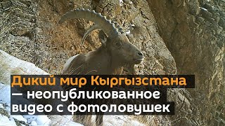 Дикий мир Кыргызстана — неопубликованное видео с фотоловушек