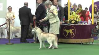 Siberian Huskies Westminster Kennel Club Dog Show 2016