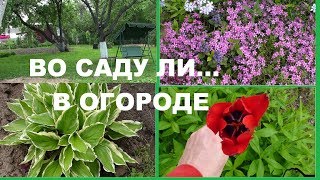 ПОЛЕЗНЫЕ СОВЕТЫ\\ДАЧА.САД,ОГОРОД.\\УХОД\\ПОМИДОРЫ В ТЕПЛИЦЕ.//МАЙ 2018