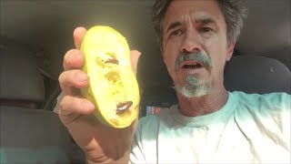 First time eating Pawpaws, Pawpaw Fruit Review