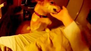 Shiba inu smile ! SO CUTE !