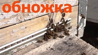 Обножка  Пчёлы начинают работать