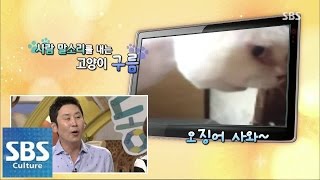 사람 말소리 내는 고양이 @TV동물농장 140720