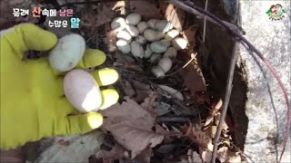 ???몰래 산속에 낳은 수많은 알들 ㅠㅠ(The chickens secretly laid too many eggs in the mountains)-귀농한 특전사의 농장
