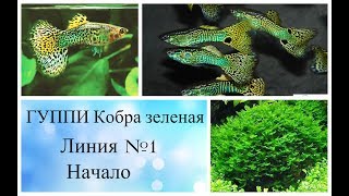 ГУППИ кобра филлигрань. Начинаем вести селекцию по линиям. 1 часть