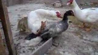 pato pisando