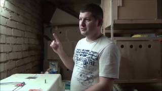 Мулард из Франции инкубируем в несушке на 104 яйца