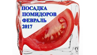 Посадка помидоров в феврале 2017 - Рассада помидоров - Способы посадки семян помидоров.