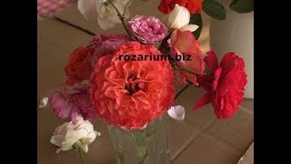 ароматные розы, (1) питомник роз полины козловой rozarium.biz