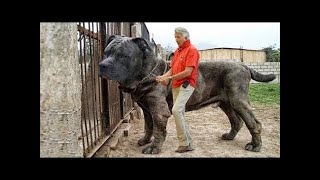 САМЫЕ БОЛЬШИЕ СОБАКИ-ОХРАННИКИ В МИРЕ !!!!