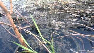 Hungry frogs Голодные лягушки )))