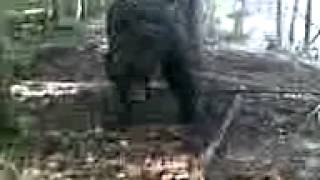 Медведь в капкане / Bear in trap