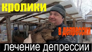 кролики