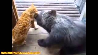 Забавное видео  , кот и медвежонок