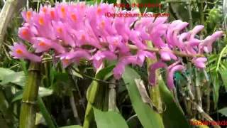 Hoàng thảo Báo Hỷ (Dendrobium Secundum)