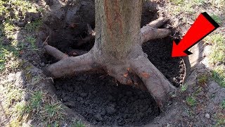 НЕОЖИДАННЫЕ НАХОДКИ! С ПОД СТАРЫХ КОРНЕЙ И ЛЕСНЫХ ДОРОГ! В Поисках Клада от Влада!