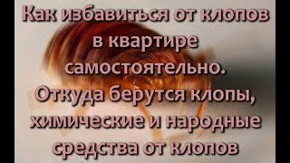 Как избавиться от клопов