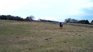 Test Driving Thoroughbred Race Horse For Sale
