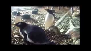 Los pingüinos Gentoo incuban ya sus primeros huevos