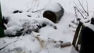 +18  Брошенные трупы украинских военных в Дебальцево