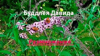 Буддлея Давида, размножение зелёными черенками. Buddleja Davidi