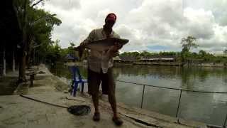 Preston Competition Picker 10ft. in Action !
