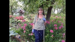 Дайкон посев 13 июля.
