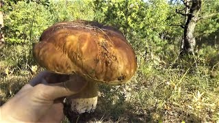 За белыми грибами . Неожиданная находка...
