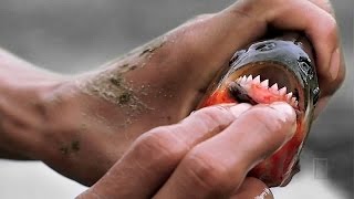 20 Самых опасных животных для человека HD - Документальный фильм